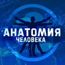 Анатомия Человека