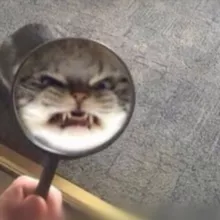 чайник орка