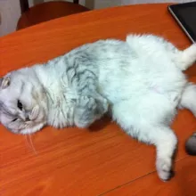 Ненастоящий Миллионер