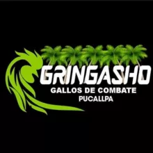 GRINGASHO GALLOS DE COMBATE...🐓🔥🐓