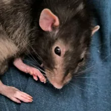 Крысиные посиделки