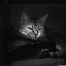 Медицинские и немедицинские записки