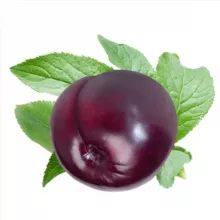 Спелые сливы!