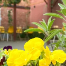 Театральный Петербург & Кино