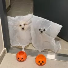 Церковь Свидетелей Ахуя