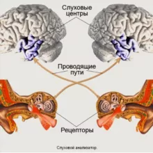 СлуховойАнализатор