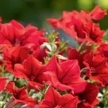 ПетунияНск