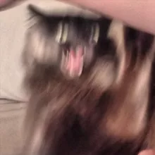 Коты, которых мы заслужили