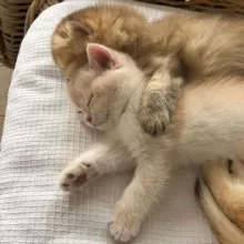 Милые котечки💕