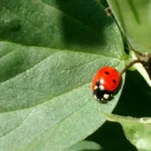 🍅Quattro e quattr ORTO🍅