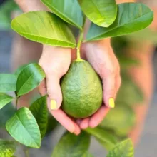 Ароматерапия с Изель (aroma_mam_zel )