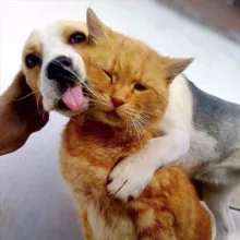 Аврора. Здоровье кошек и собак