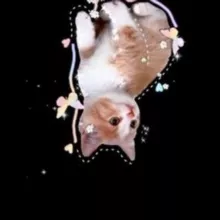 астромяу ✨