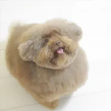 Мемические морщины