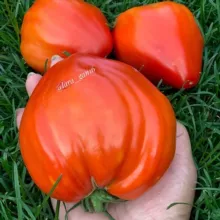 Lara_gan16 коллекционные томаты