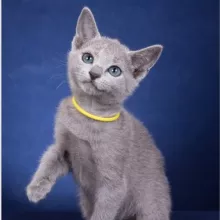 razdolie_russianblue