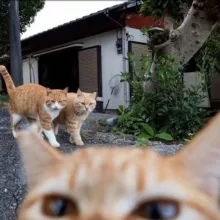 милые видео с котиками