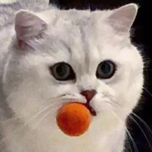 Кошки воришки