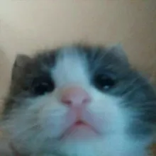 вареники с вишней