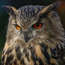 Ликвидатор Есмъ ТВ