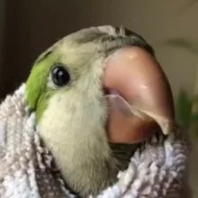 пернатые засранцы