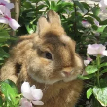 𝓻𝓪𝓫𝓫𝓲𝓽 𝓹𝓪𝔀 |схеми для бісероплетіння|beads