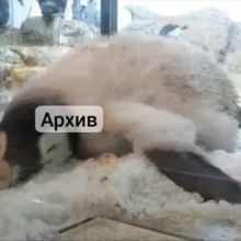 камика АРХИВ ТОЧНО ОК