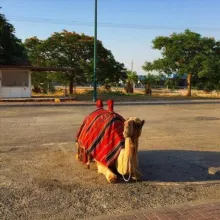 Junger Orientalist🕊