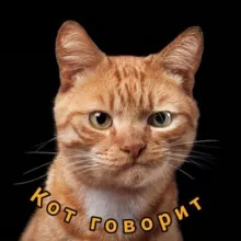 Кот говорит