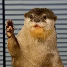 выдры и мемы 🦦