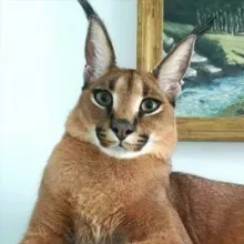 Каракет идёт в мед