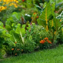 Дачник-удачник