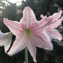 Piante, Fiori & Giardinaggio