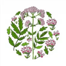 МАНИН ЧАЙ🌸🌿