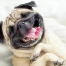 Подливтика 2.0