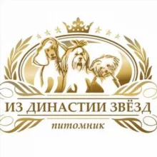 Той Пудель / Мальтипу