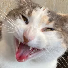 Опера, не прорываемся