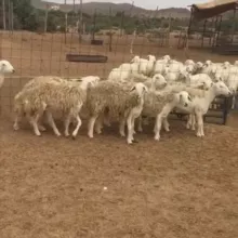 قناة القرني بيع وشراءعقار .مواشي. اعلانات الخ ☝️العموله 2% في ذمة البايع☝️ 337608010147035 الراجحي