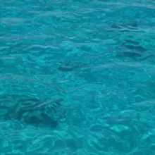 Смех Медузы