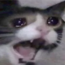 Котята и универ