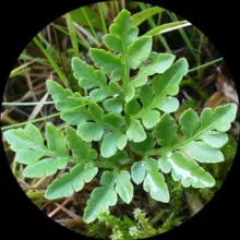 Про Ботву - дикая природа рядом с вами