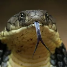 дикая природа и животные