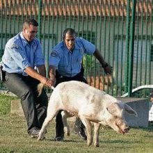 Приколы#Видео#Гифки#Жесть