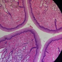 Гистология by SkillMed 🔬🧬