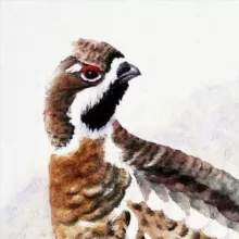 Рябчики въ сметанѣ