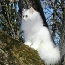 🌺قواعد وكلمات مهمه b2 C1.🌺