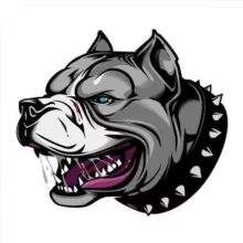 🔥PITBULL STORE🔥