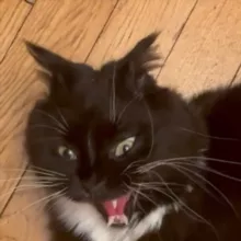 Ника Meow 📚🔞 Книги и приколдесы всякие💅