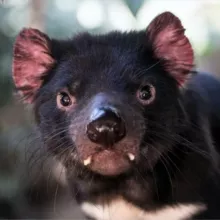 Тасманский дьявол