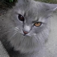 подслушано тг